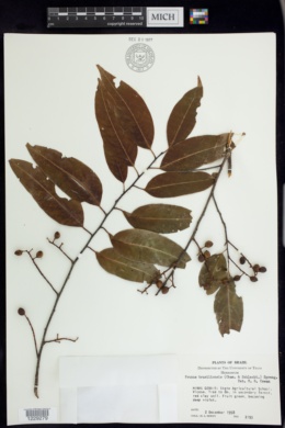 Image of Prunus brasiliensis