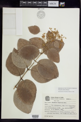 Thryallis latifolia image