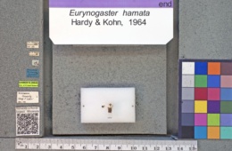 Image of Eurynogaster hamata