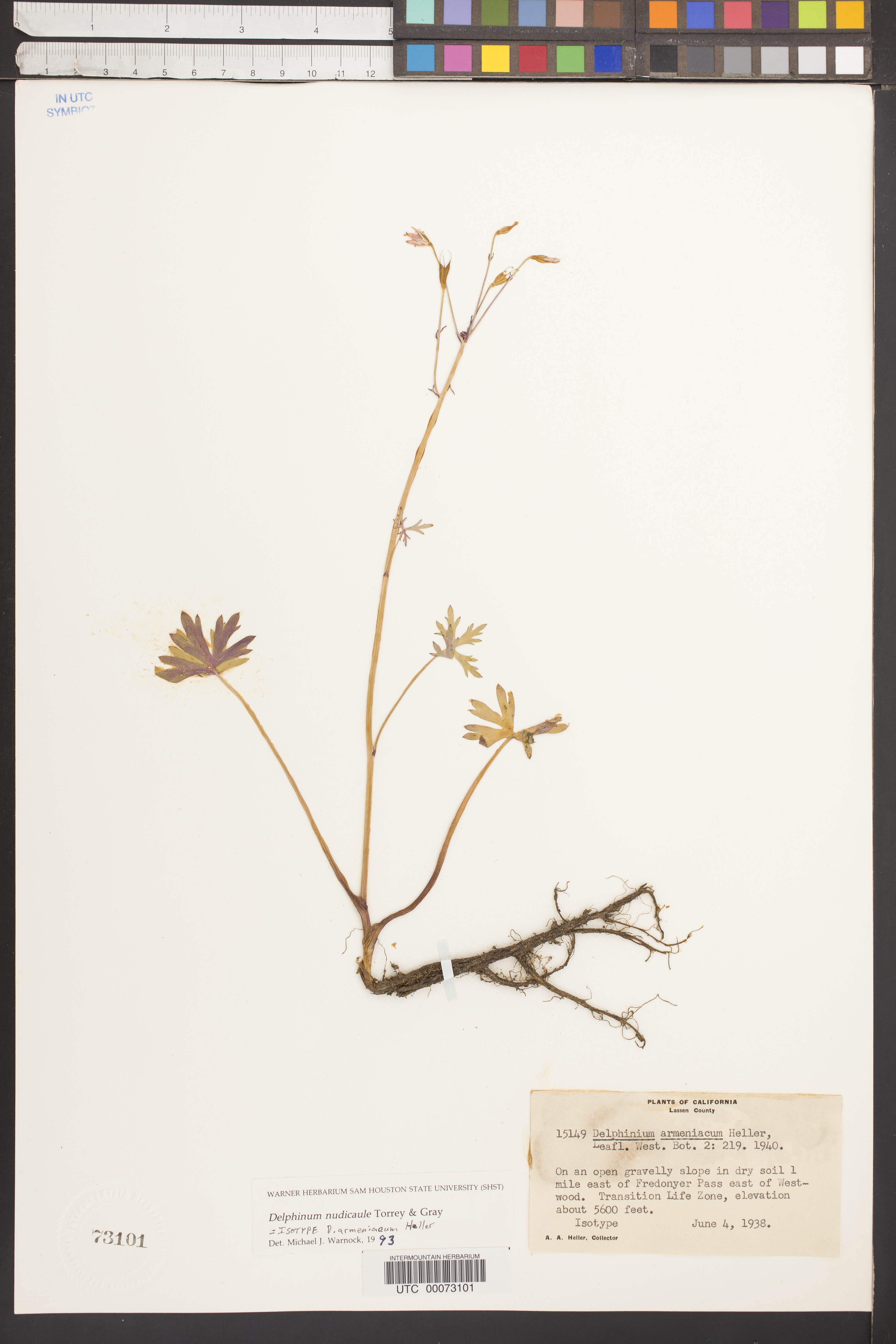 Image of Delphinium armeniacum