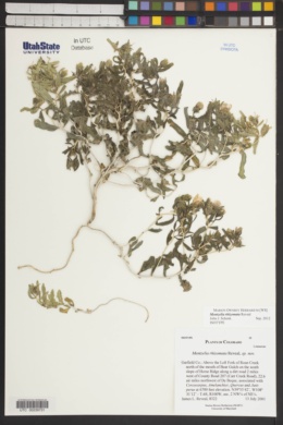 Mentzelia rhizomata image