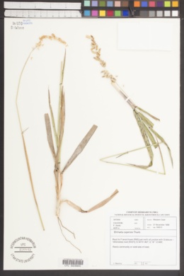 Ehrharta capensis image