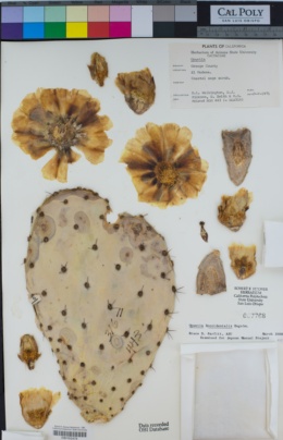 Opuntia x occidentalis image