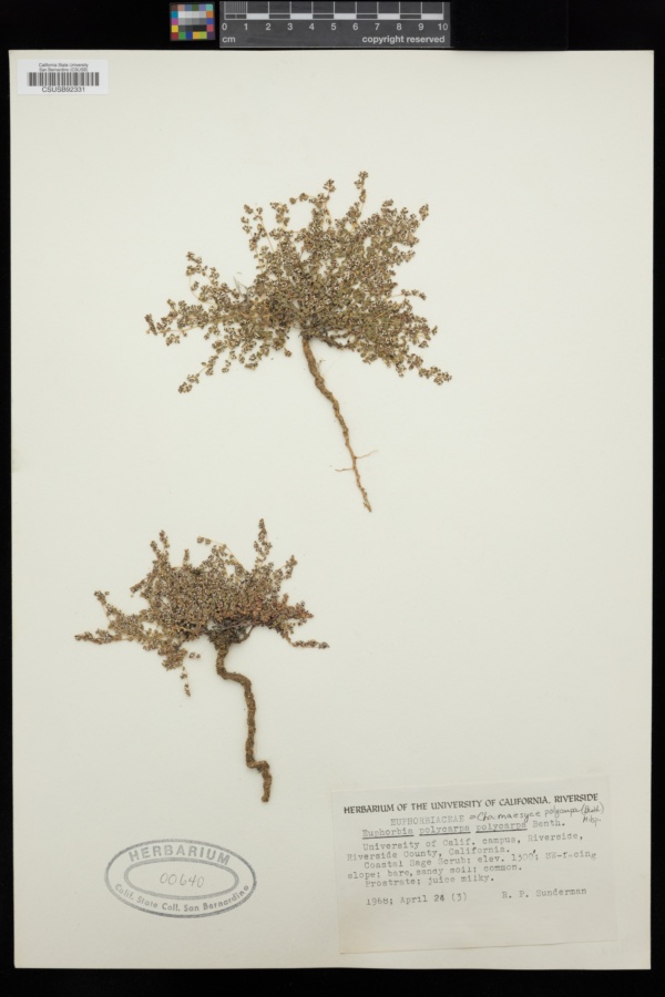 Euphorbia polycarpa var. polycarpa image