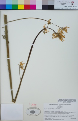 Ehrendorferia chrysantha image