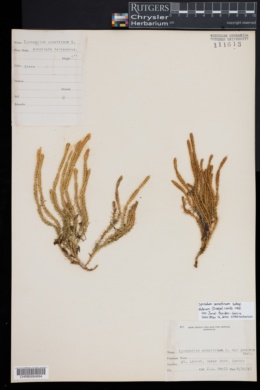 Spinulum annotinum subsp. dubium image