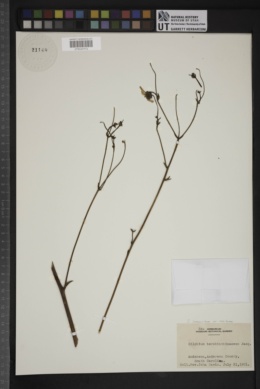 Silphium compositum var. reniforme image
