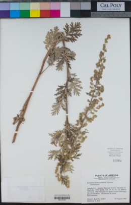 Image of Artemisia franserioides
