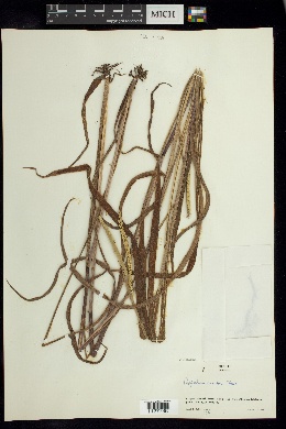 Paspalum crassum image