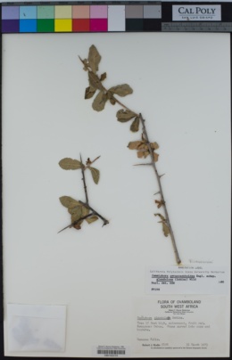 Image of Commiphora glandulosa