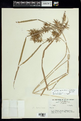 Cyperus panamensis image