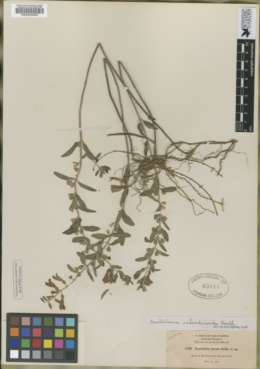 Scutellaria viarum image