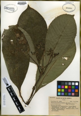 Ditrichanthus seemannii image