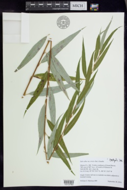 Salix alba var. tristis image