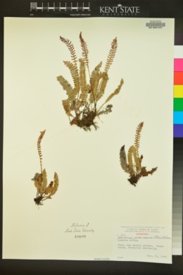 Blechnum penna-marina image