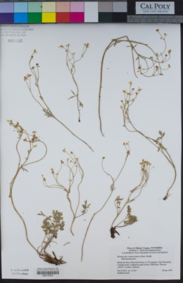Ranunculus ranunculinus image