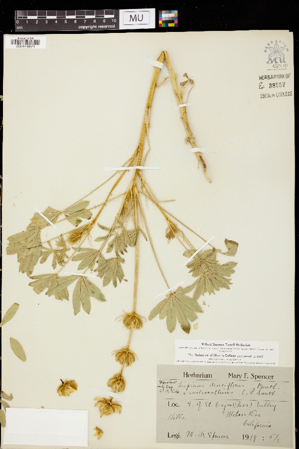 Lupinus densiflorus var. austrocollinum image