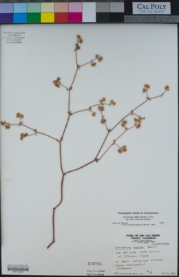 Chorizanthe diffusa var. nivea image