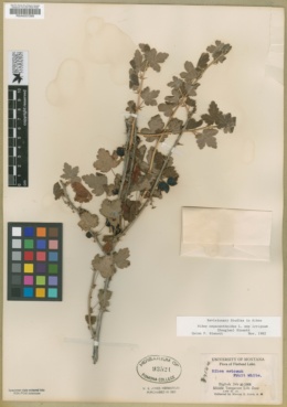 Ribes oxyacanthoides subsp. irriguum image