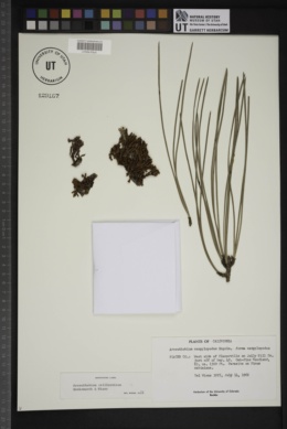 Arceuthobium californicum image
