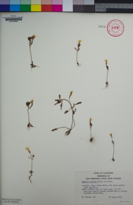 Image of Erythranthe bicolor