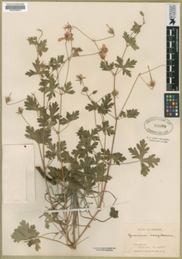Geranium caespitosum var. eremophilum image