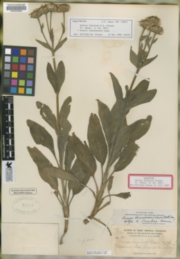 Arnica lanulosa image