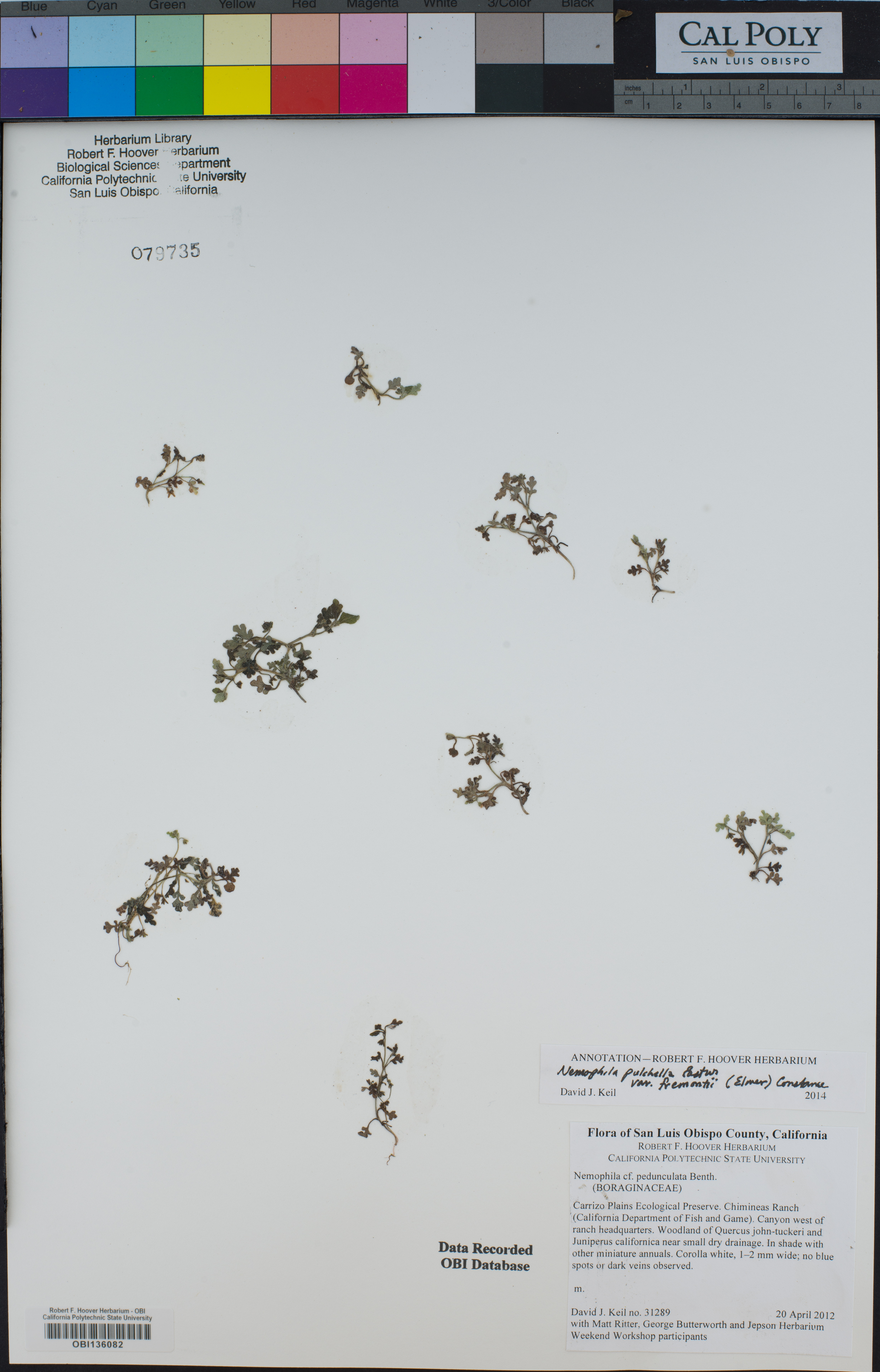 Nemophila pulchella image
