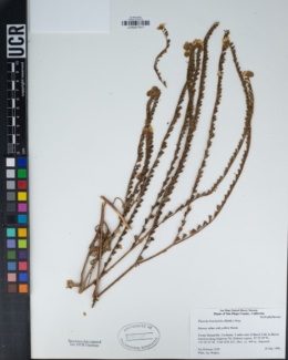 Phacelia brachyloba image