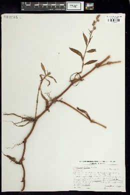 Polygonum persicaria image
