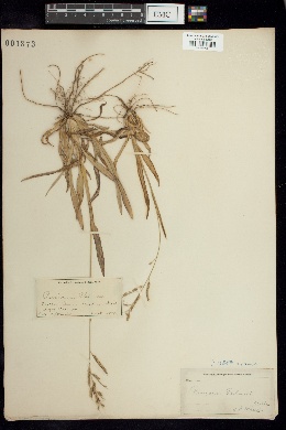 Panicum palmeri image