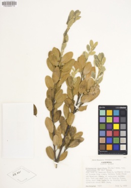 Notholithocarpus densiflorus var. echinoides image