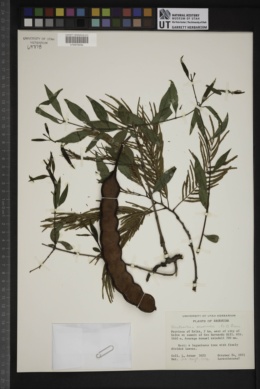 Struthanthus acuminatus image