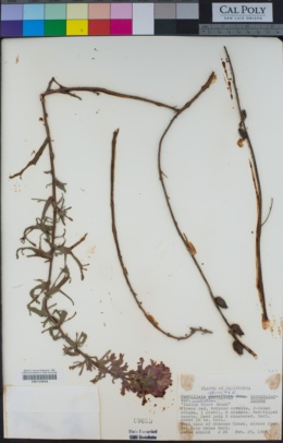 Castilleja affinis var. contentiosa image