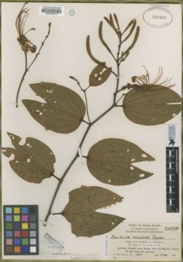 Image of Bauhinia longifolia