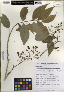Image of Syzygium mulgraveanum