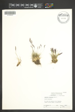 Agrostis subulata image