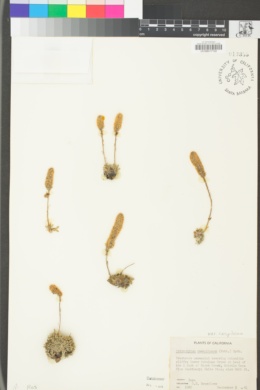 Petrophytum caespitosum subsp. caespitosum image