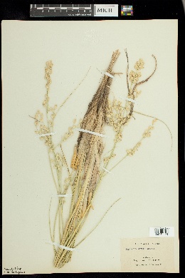 Panicum urvilleanum image
