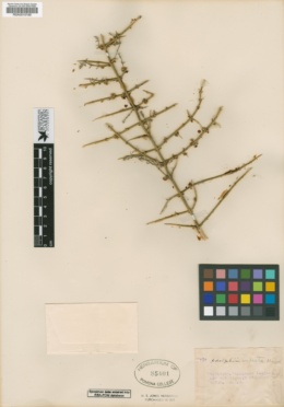 Adolphia infesta image