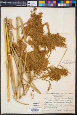 Image of Scirpus eriophorum