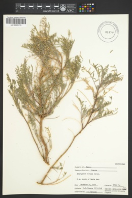 Image of Astragalus wootoni