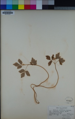 Anemone lyallii image