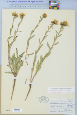 Grindelia acutifolia image