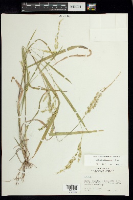Image of Panicum decolorans