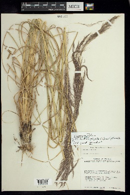 Muhlenbergia distichophylla image