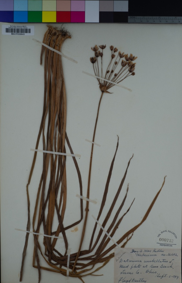 Butomaceae image