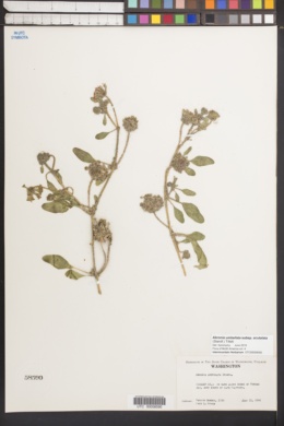 Abronia umbellata subsp. acutalata image