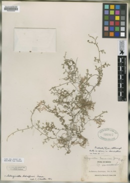 Selaginella schaffneri image