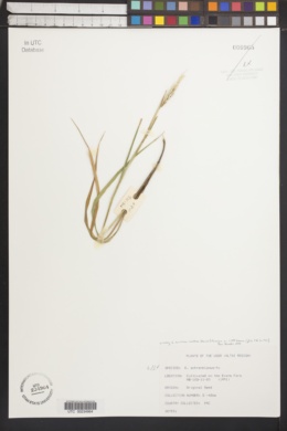 Elymus burchan-buddae image